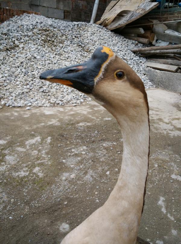 鹅为什么那么凶不怕人鹅的战斗力有多强