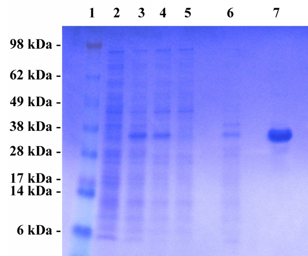 cellbiolabs小鼠白血病病毒mulv核心抗原elisa检测附文献