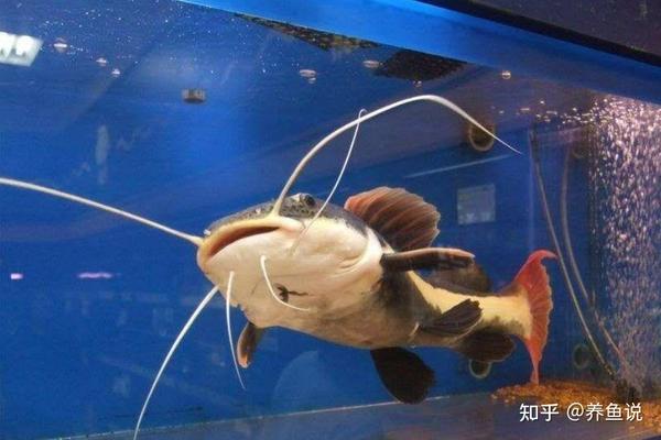 潜水艇鱼和短鲷混养_短鲷可以和什么鱼繁殖_神仙鱼短鲷