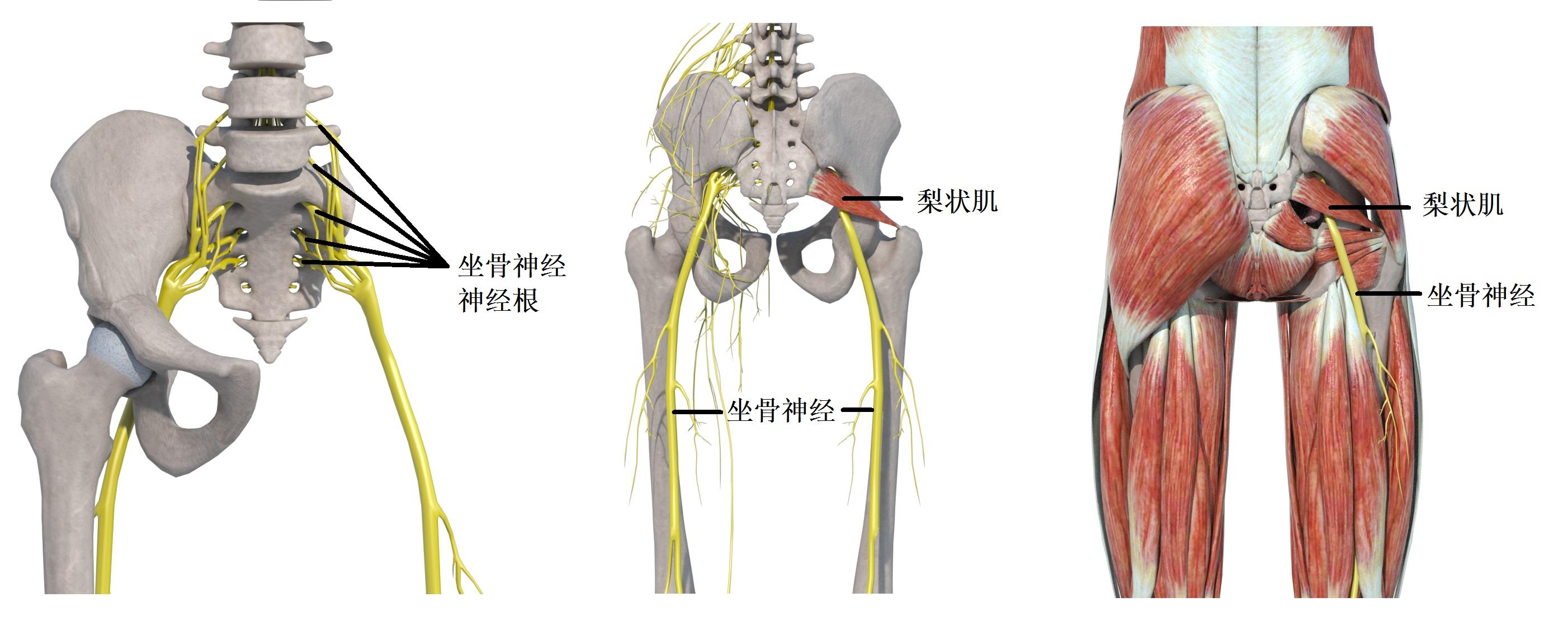 图5-1 坐骨神经和梨状肌解剖图5-2 梨状肌触诊与拉伸附.