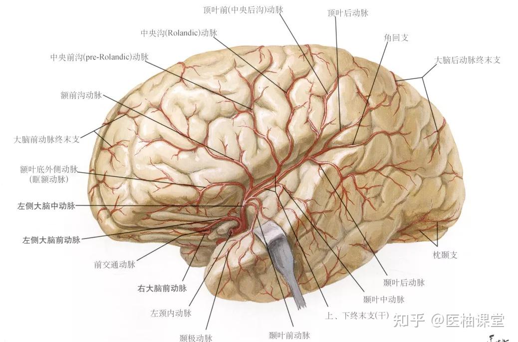 中樞神經系統:脊髓和腦的血管 - 知乎