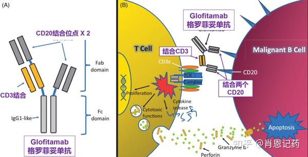 记住所有FDA生物药 | 两款CD20 X CD3双抗 | Mosunetuzumab、Glofitamab | B细胞淋巴瘤 - 知乎