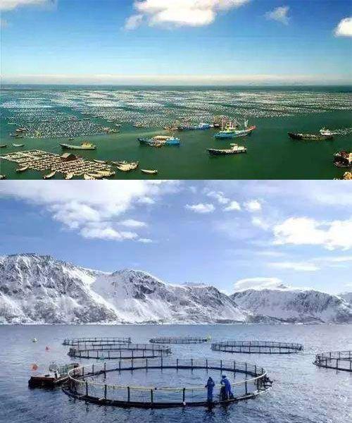 价值42亿中国如何帮挪威造智能深海渔场