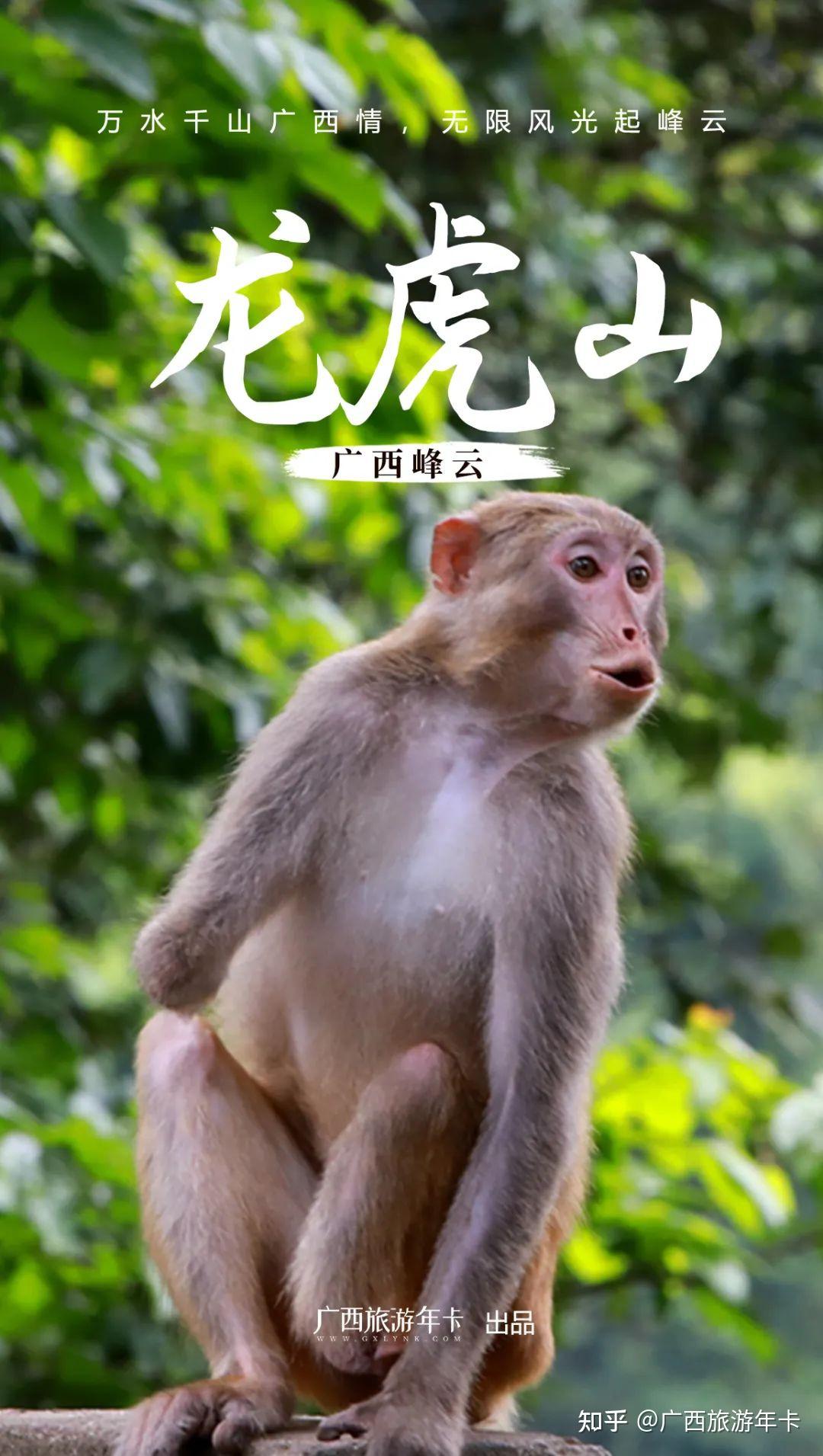 南宁这座避暑神山要火!猴生百态,一起去看猴宝!| 广西旅游年卡 - 知乎