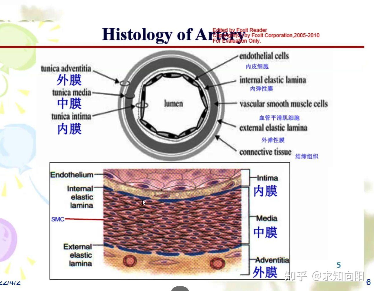 血管结构图片 - 知乎