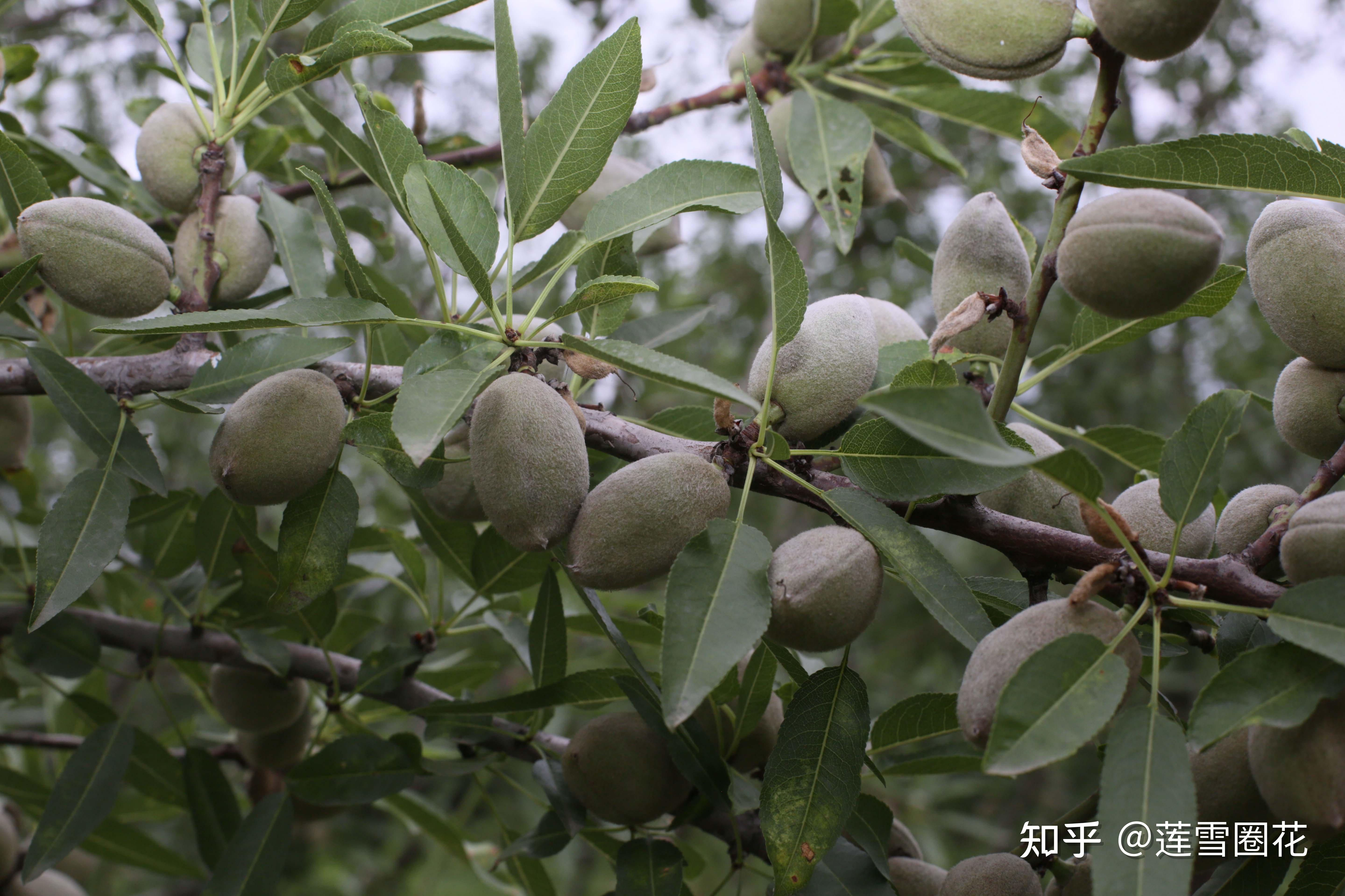 寧夏省能不能種植巴旦木巴旦木苗木種植前景如何