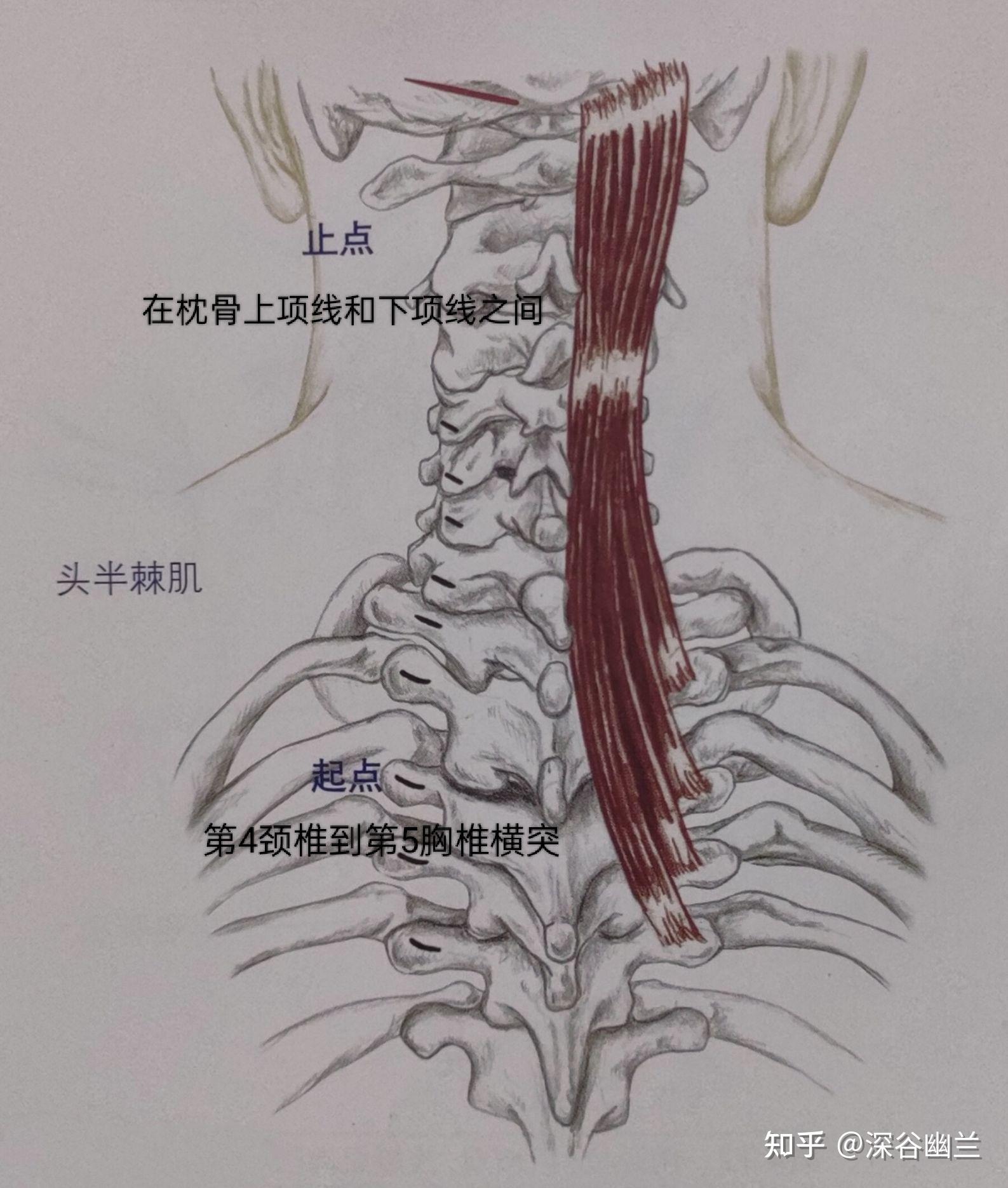 头夹肌和头半棘肌图片