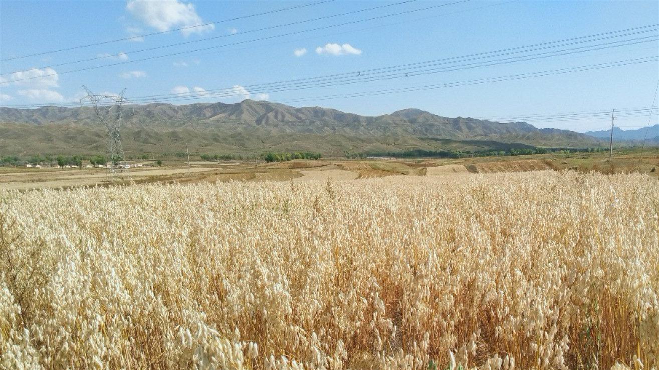 五,再建莜麦基地,让顾客吃上有机莜面