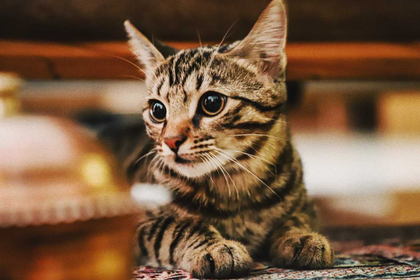 猫也有分离焦虑症吗?