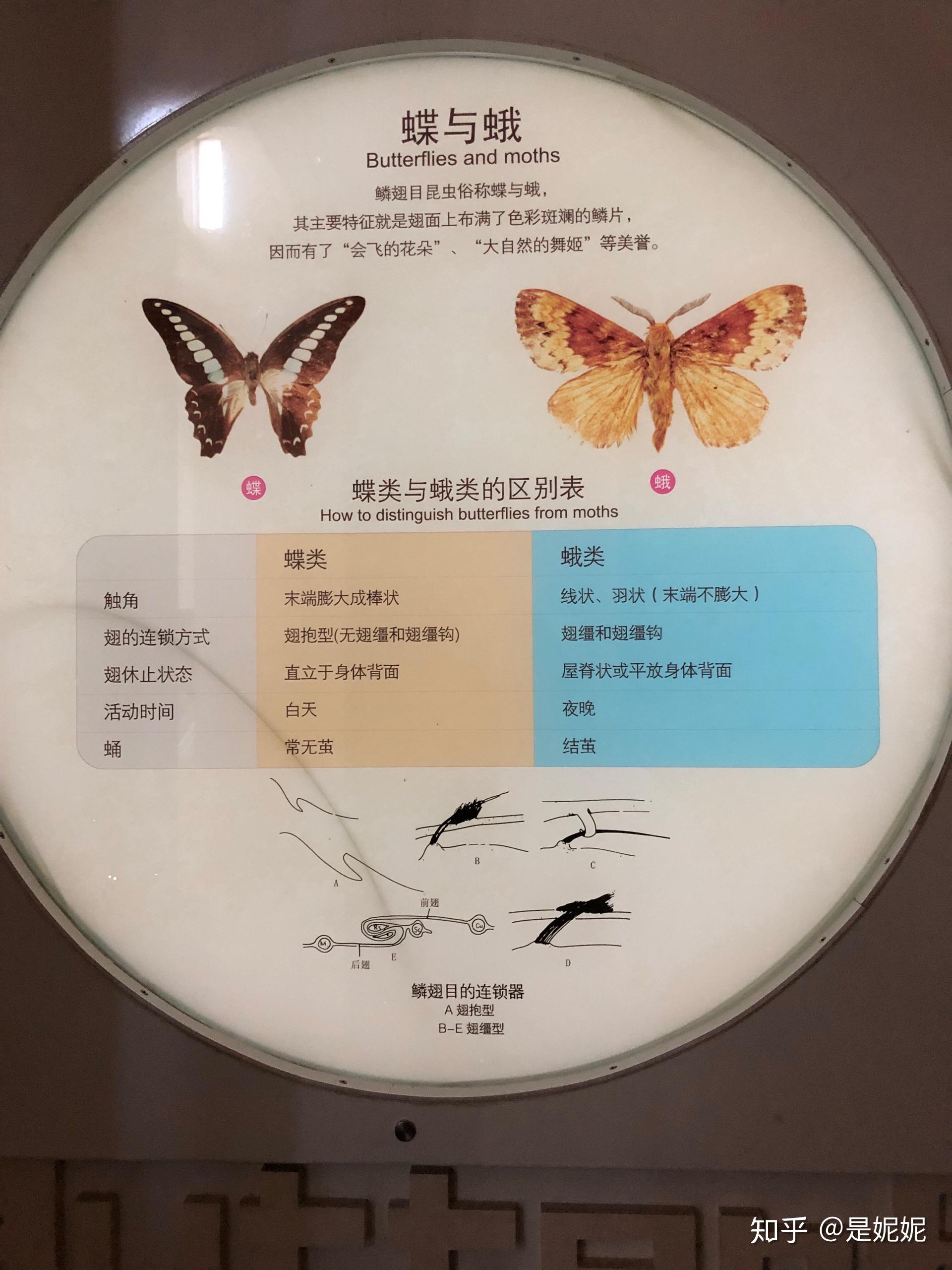 国家动物博物馆观蝶蝴蝶图鉴
