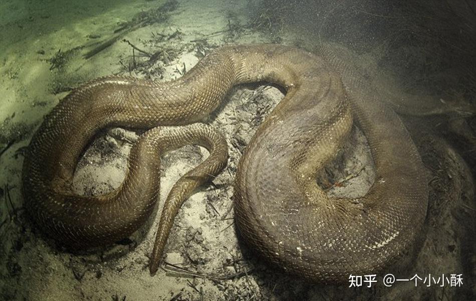 云南惊现最大"毒蛇王",它以其他蛇类为食,偶尔也会吃小动物,网友:看到