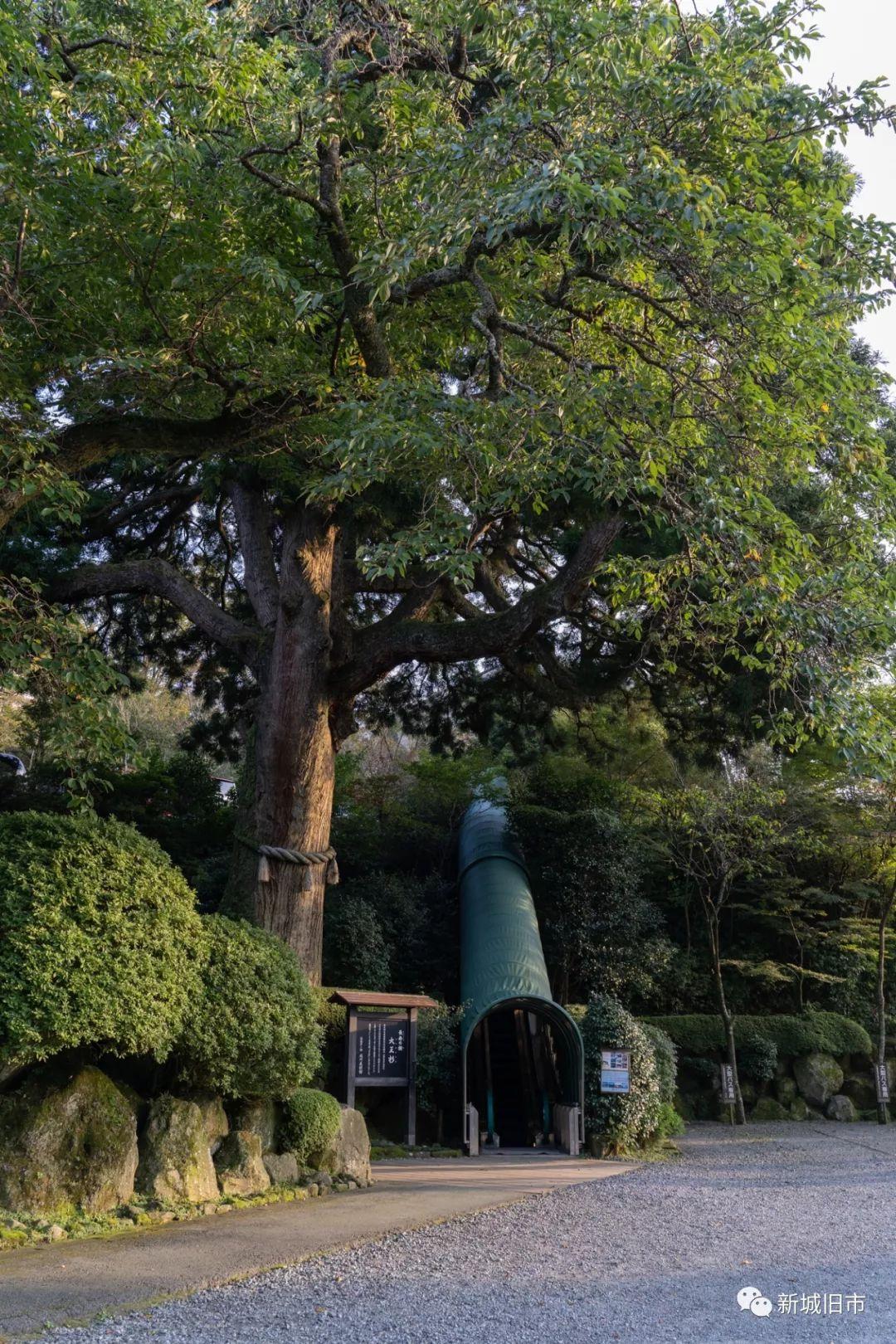 仙石原芒草闪烁之外