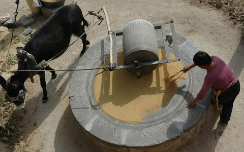 西安一景区推出「旋转真马」项目，用真马代替传统木马，这种方式安全吗？不停转圈会对马有伤害吗？
