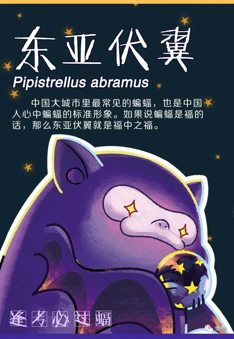 当博物君变成一只蝙蝠就更可爱了