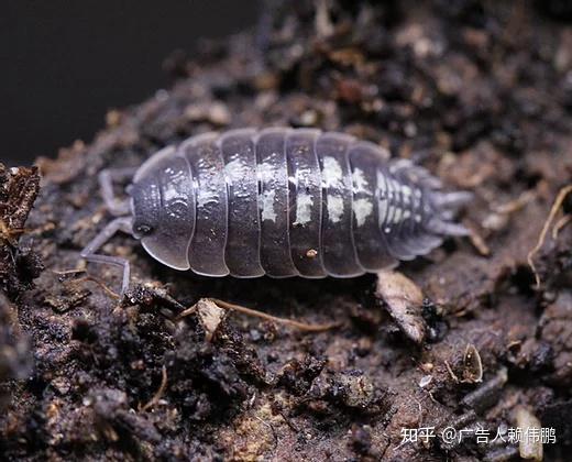 原生态之美 porcellio属 92鼠妇美图鉴