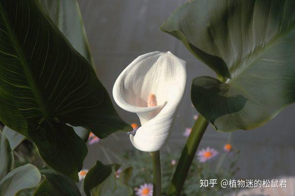 那些叫动物名 还爱卖萌的植物 你养过几种 知乎