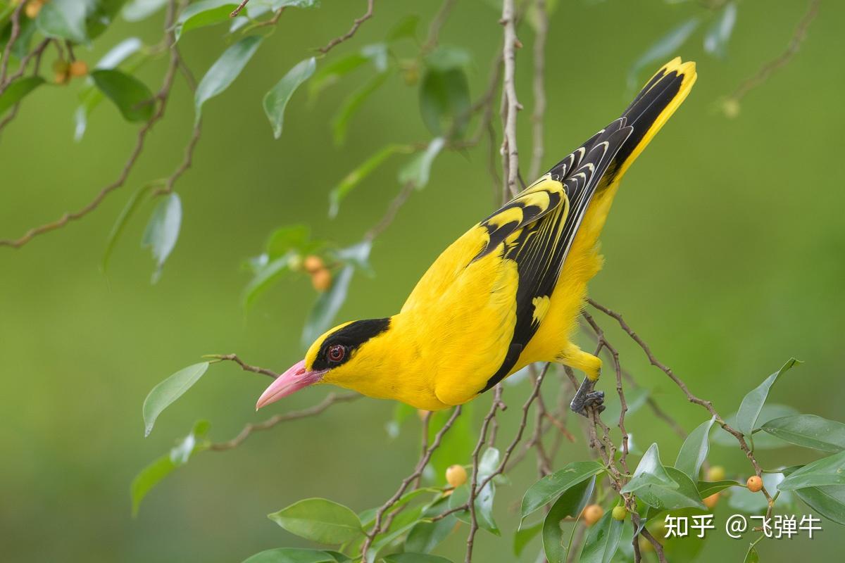 事实上,黑枕黄鹂还作为一种笼养鸟广泛存在.
