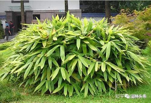 竹子是“草”不是树,带你认识26种竹子! - 知乎
