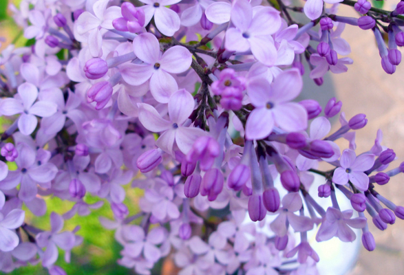 调:琥珀,麝香,白西洋参这款香水的包装很好看,圆圆的瓶身配上淡紫色调