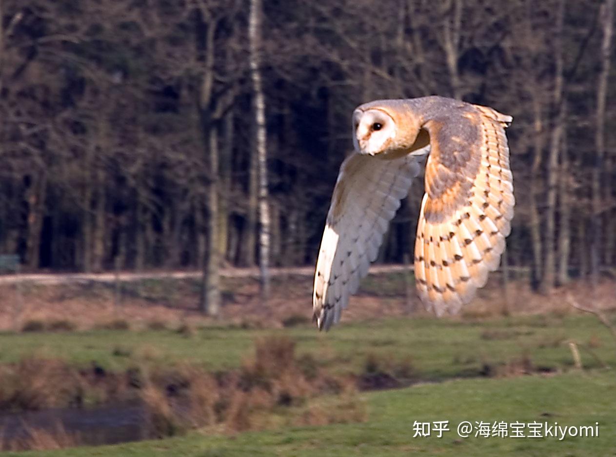 西方仓鸮(Tyto alba) - 知乎