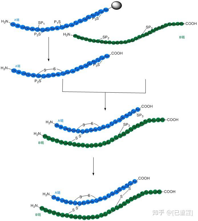 人工胰岛素 - 知乎