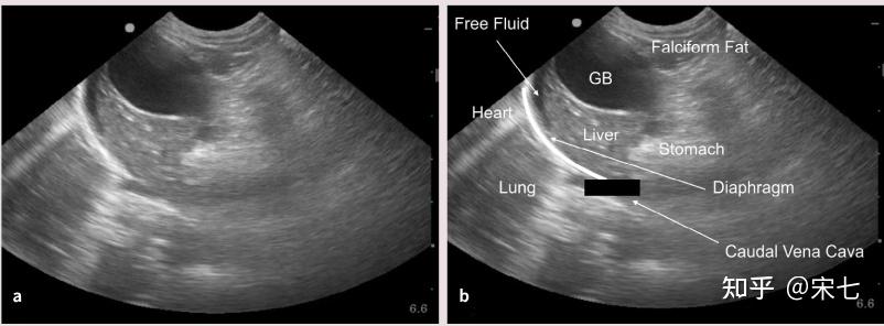 猫传腹(fip)的影像诊断