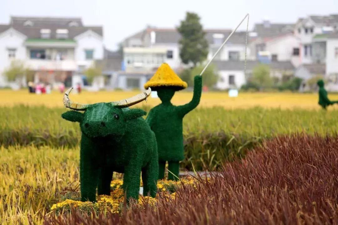 湖熟第三届菊花王争霸赛////时光穿越快闪show