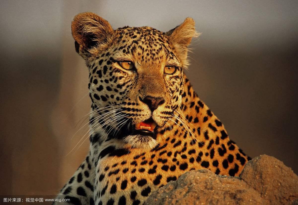 動物, 捕食者, 豹 的免費圖庫相片