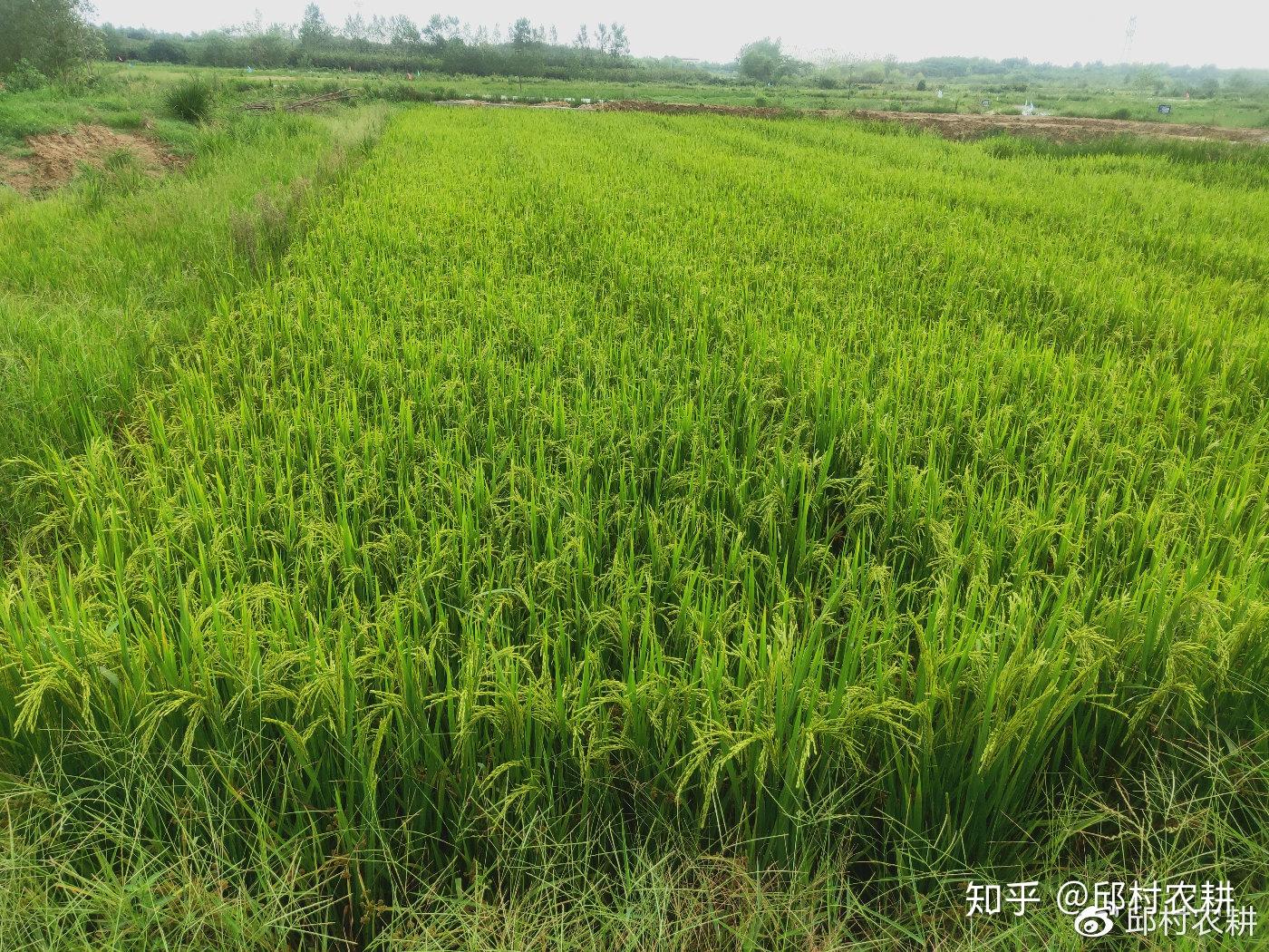 蝦稻米揭秘邱村鎮蝦稻田的水稻栽培技術