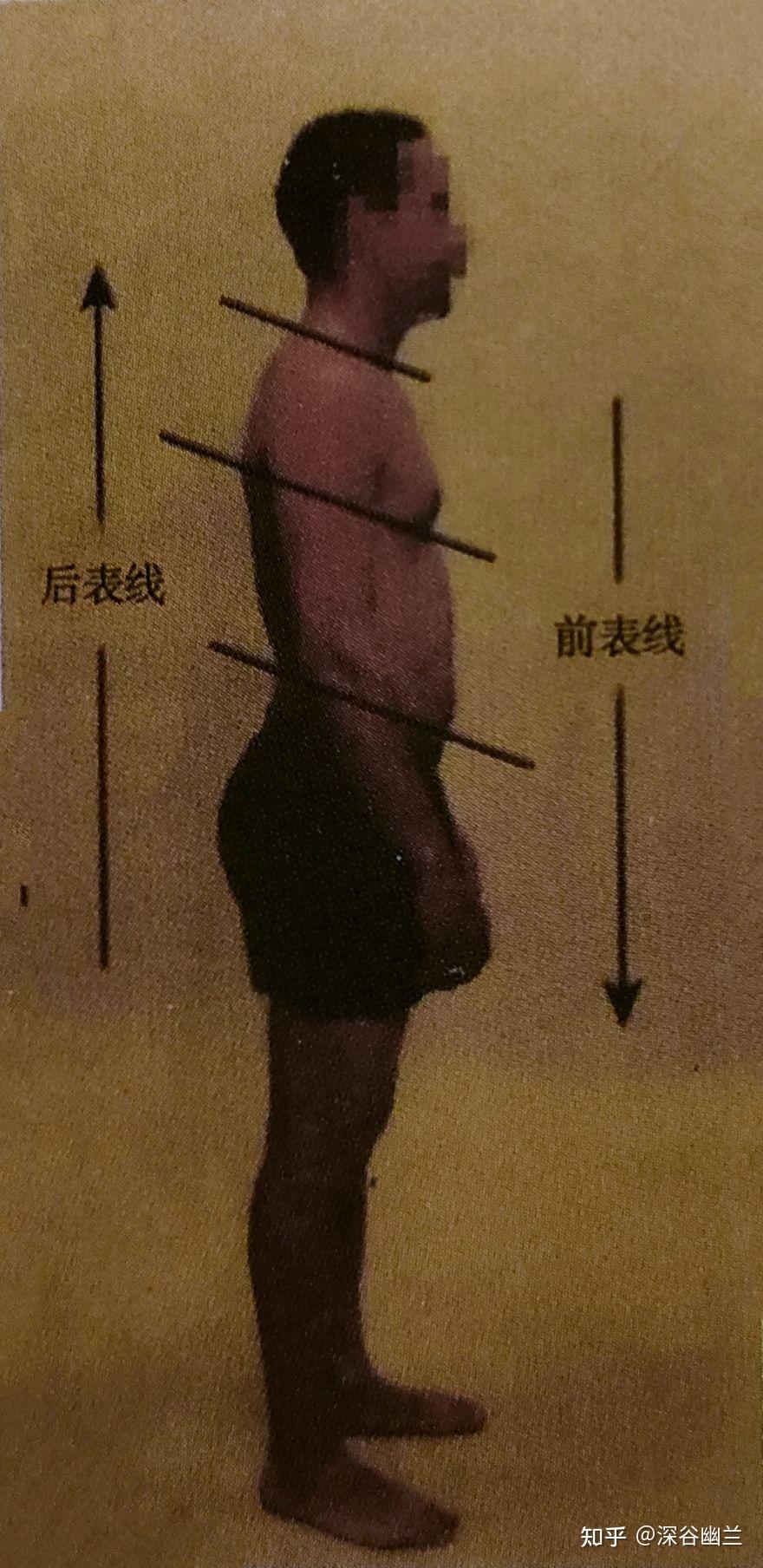 肌筋膜经线之前表线 - 知乎