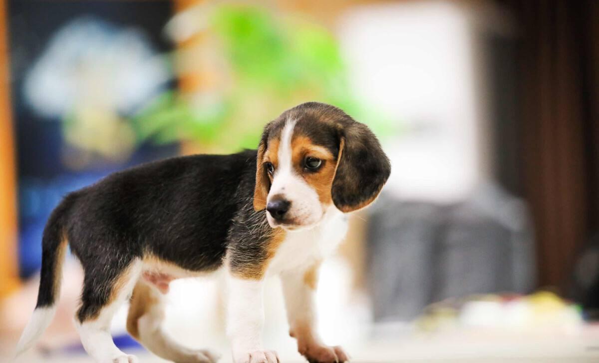 被人叫做“宝”的比格犬，为什么还有“受害者联盟”？ - 知乎