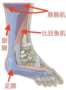 跟腱炎的发生原因 预防 治疗和恢复 看这1 篇就够 知乎