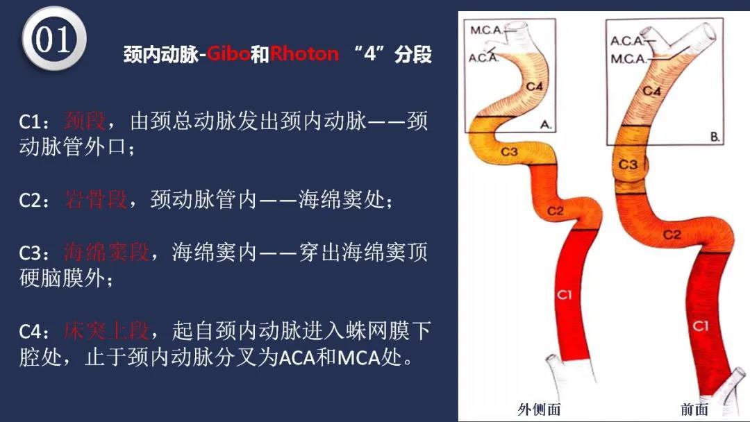 寰前节间动脉图片