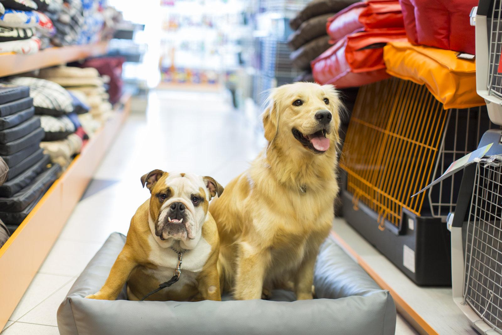 寄养宠物狗狗有什么注意事项