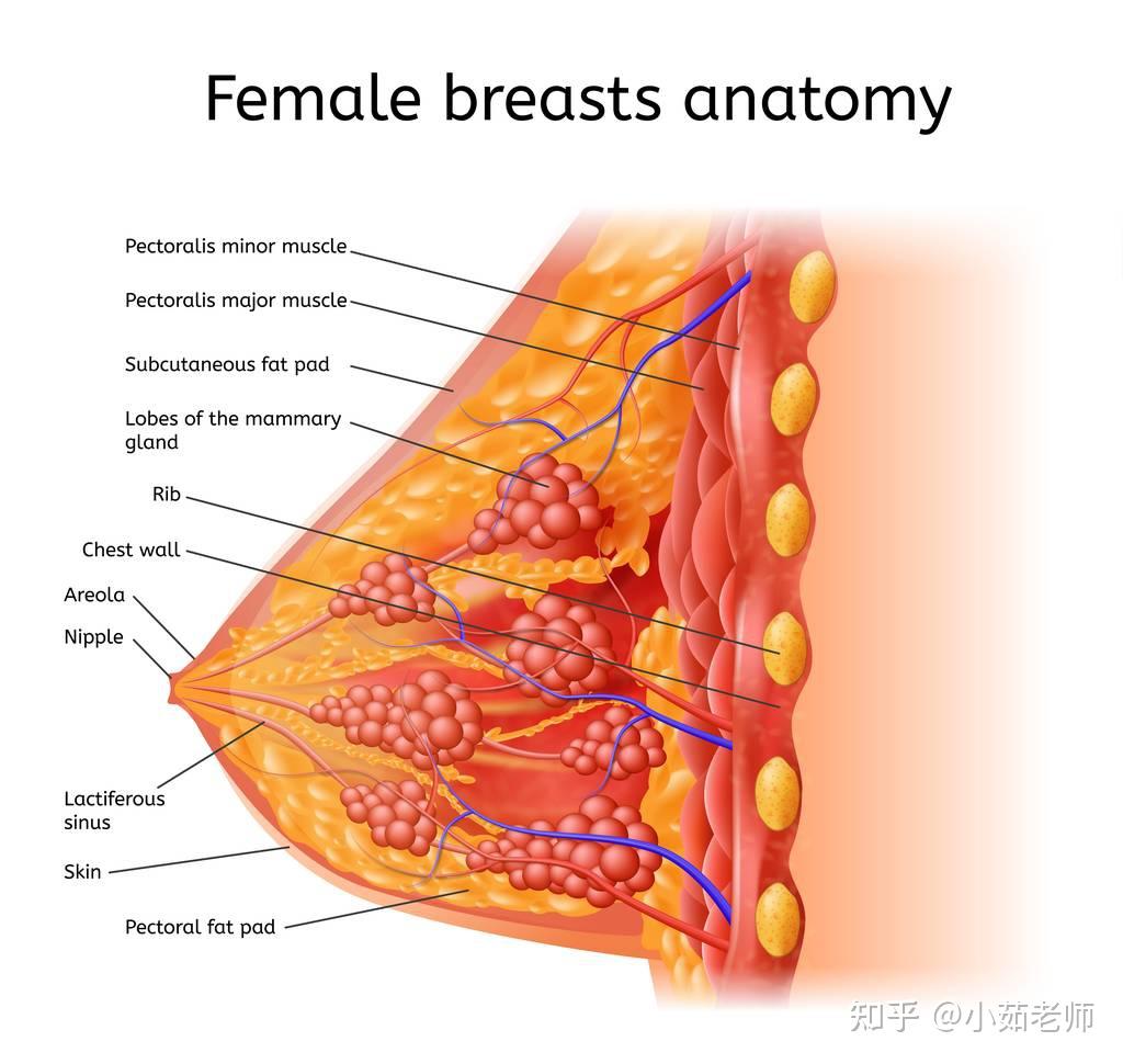 乳腺增生不理会更糟吗会不会变成乳腺癌