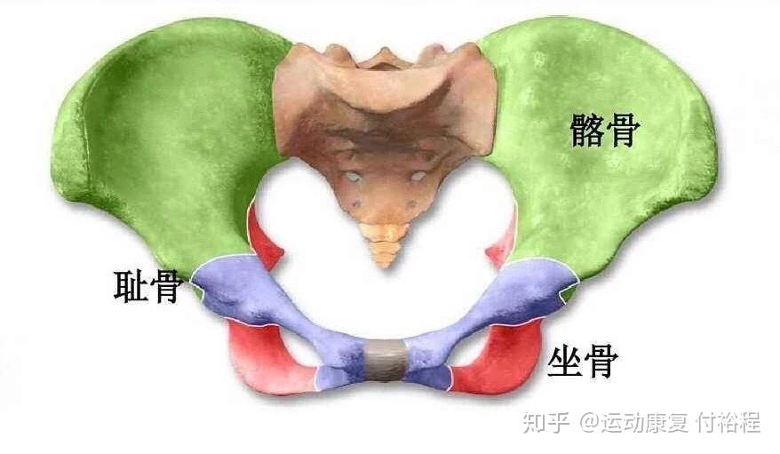 骨盆侧倾的探究站姿步态上楼梯