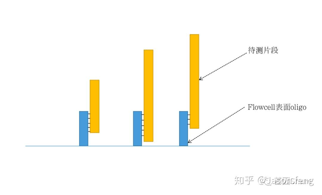 真邁生物(原瀚海基因)單分子測序技術解析 - 知乎