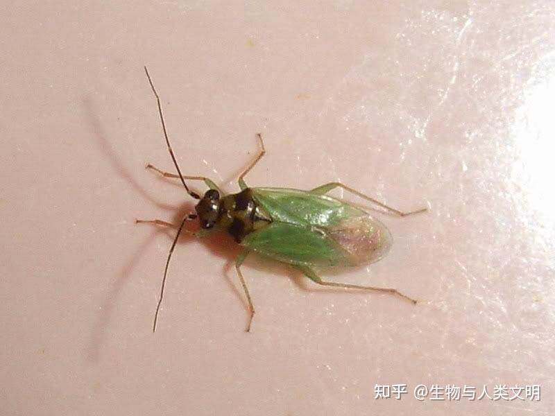 【动物界全系列】盲蝽亚科—盲蝽族(上):苜蓿盲蝽