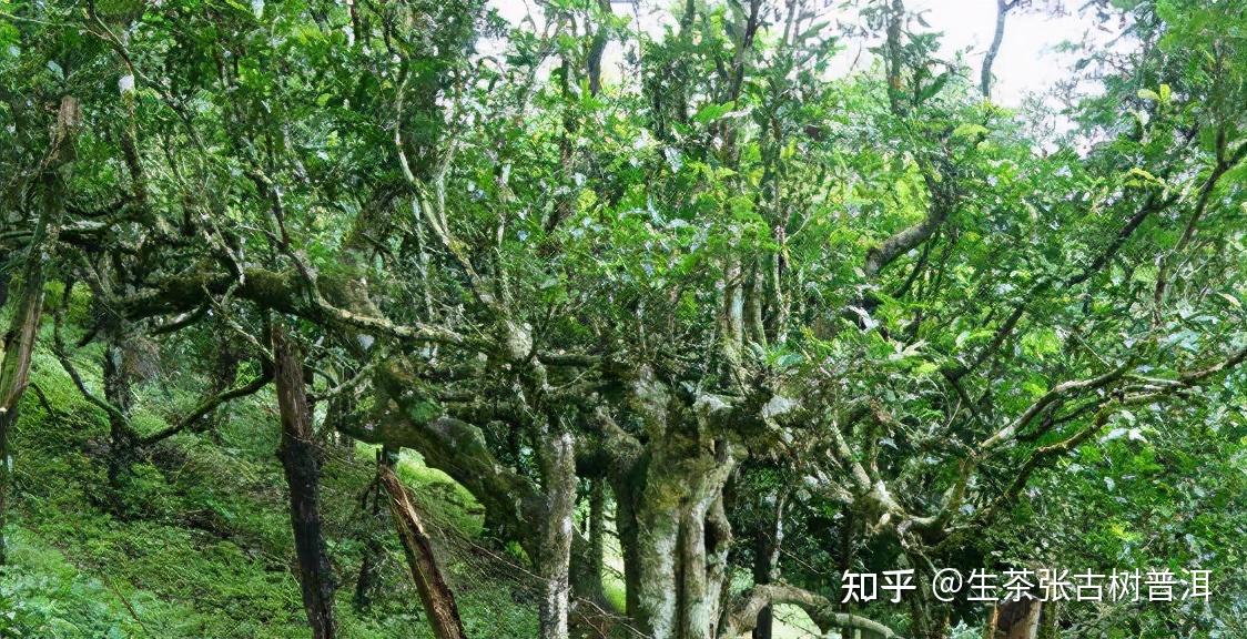 巴達是西雙版納州野生古茶樹資源最集中的區域,2004年,雲南省和