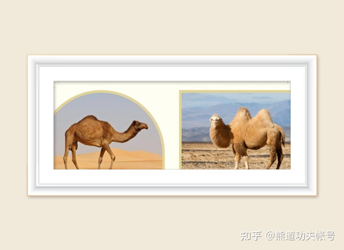 新疆双峰骆驼肉的加工适宜性_参考网