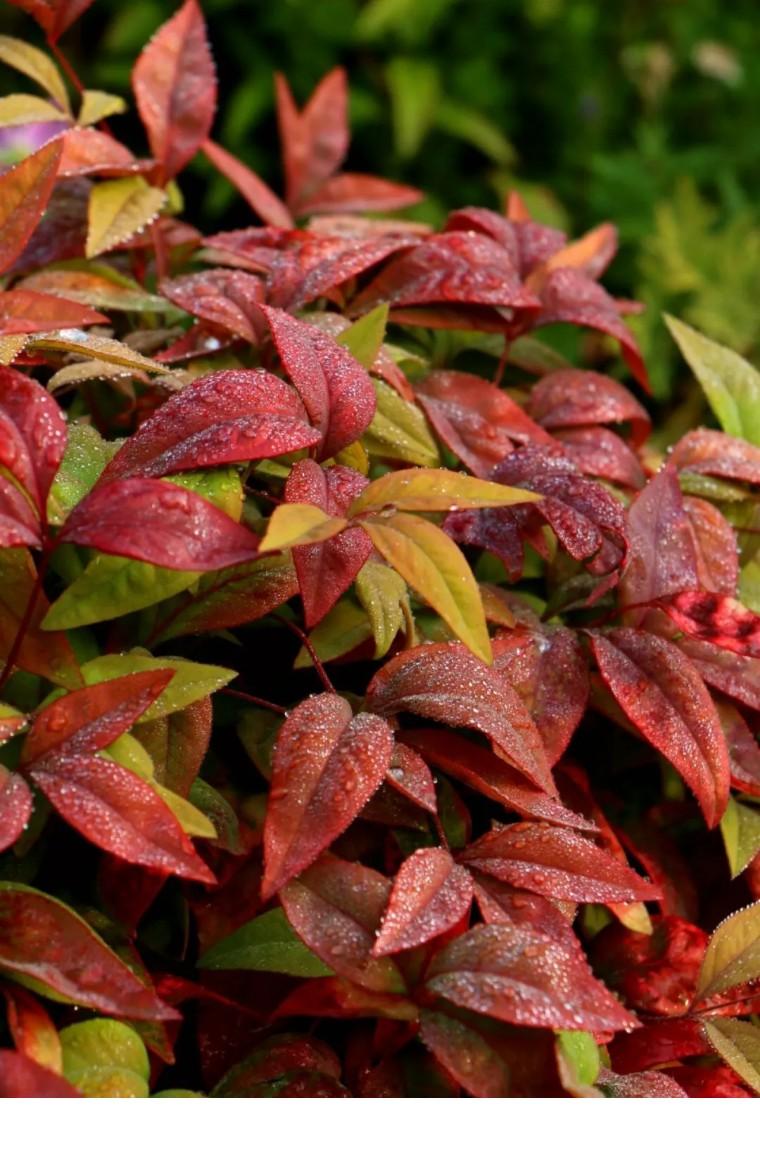 100种观叶植物 | No.22 南天竹养护攻略 - 知乎