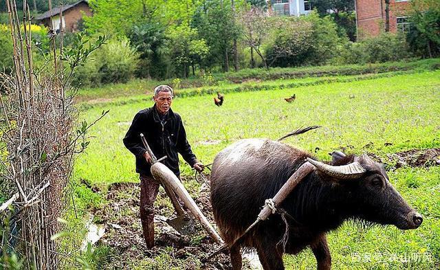 1写牛,把自己变成一头牛想词,写诗做事2脑袋进水了才赶牛入海大地才是