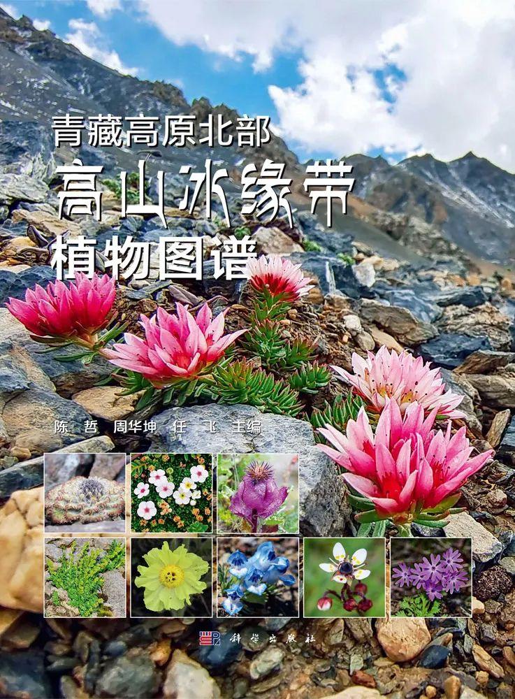 青藏高原北部高山冰缘带的“隐秘植物王国” - 知乎