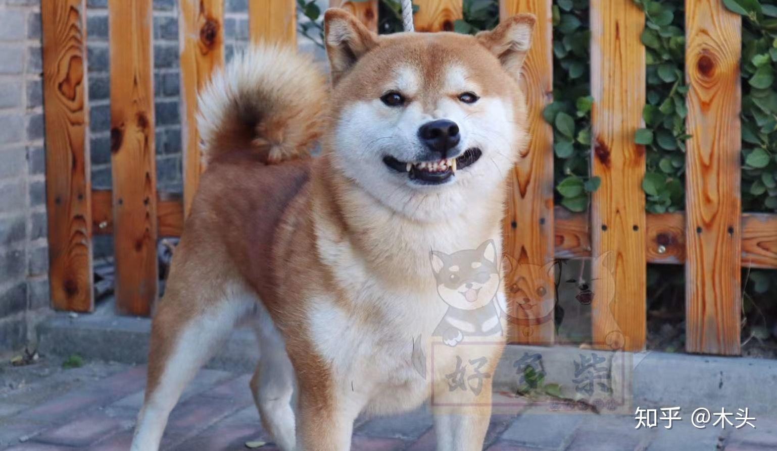 柴犬作为比较热门的犬种,颜值当然是很讨人喜欢,但柴犬幼犬期和成犬期