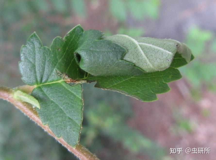 绿磷象甲图片