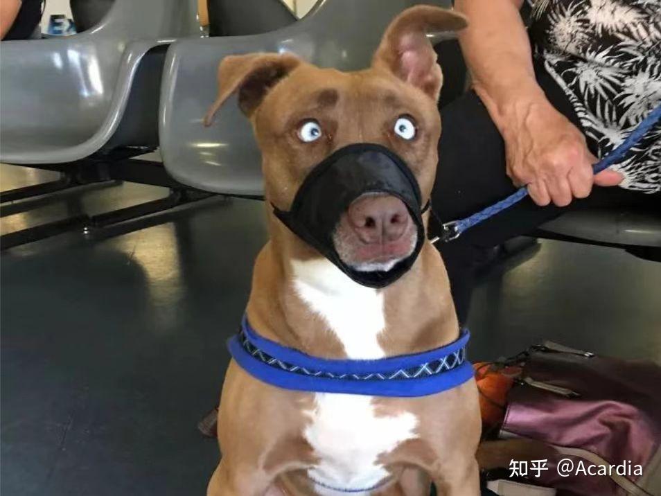 当哈士奇串了之后——孟德尔都说6 - 知乎