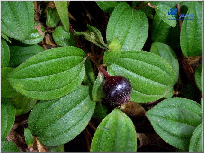 这种野果分布在长江以南各省份,湖南,江西,两广都有,当初留意到它是