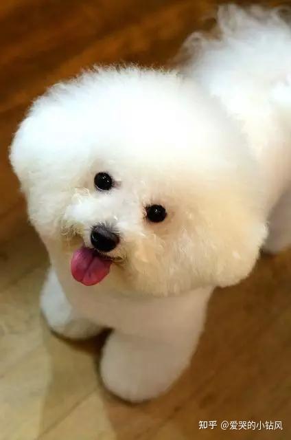 卷毛比熊犬bichon frise