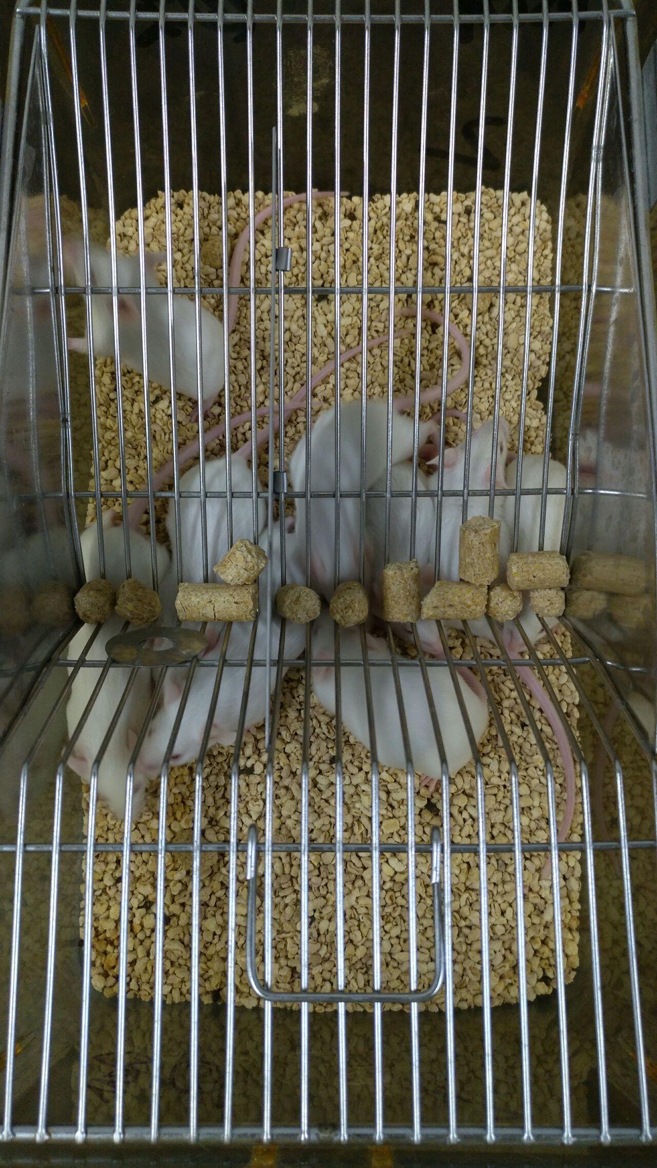 小白鼠灌喂记录