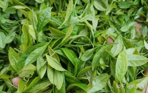 问茶解析武夷岩茶水仙是什么茶